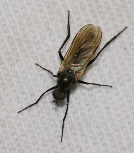 Rhamphomyia sp.